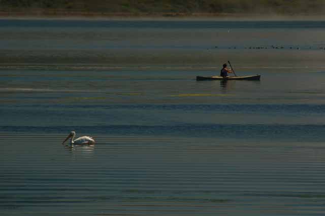 pelican and canoe